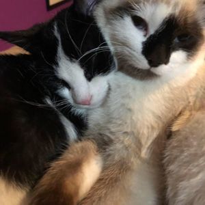 Meet your Posher, Adriana